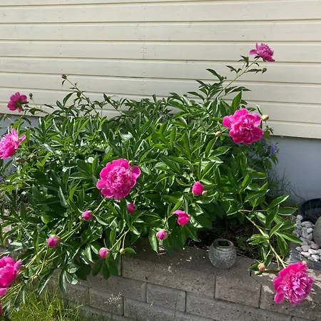 Saunalla Ja Ulkoporealtaalla Appartamento Espoo